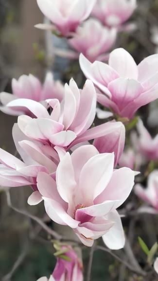 showing magnolia flowers