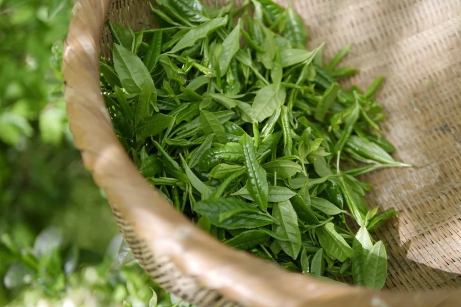 Image showing green tea leaves in a straw basket.