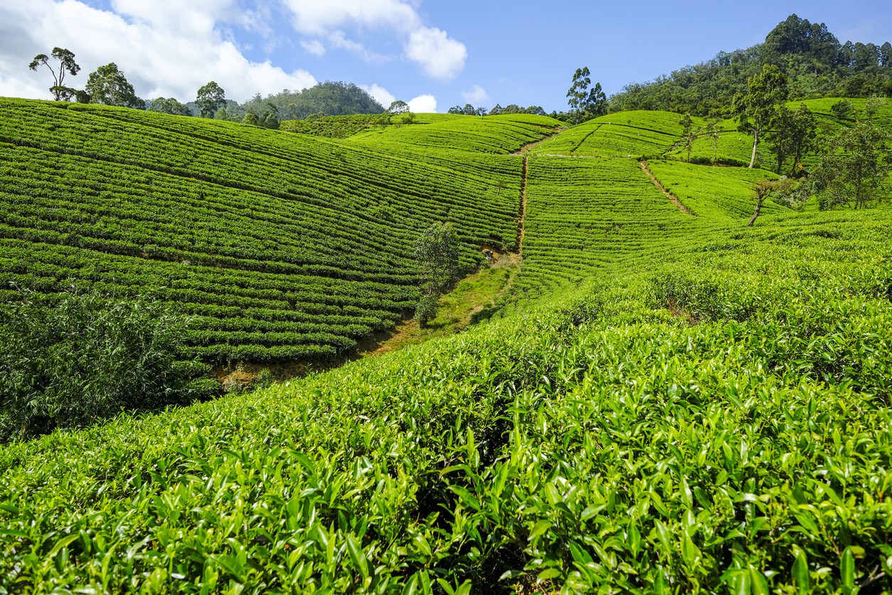 Tea plantation in Sri Lanka