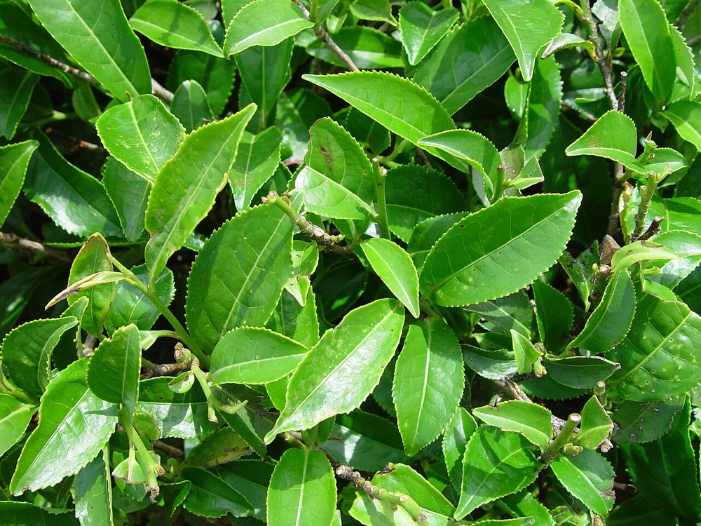 Closeup of leaves of tea plant Camellia sinensis