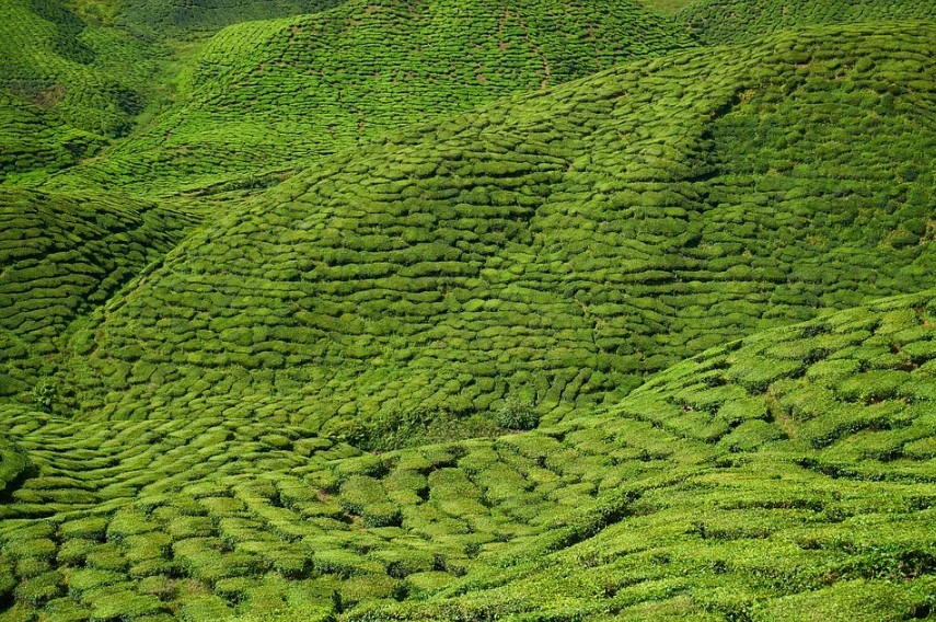 a field of tea plants