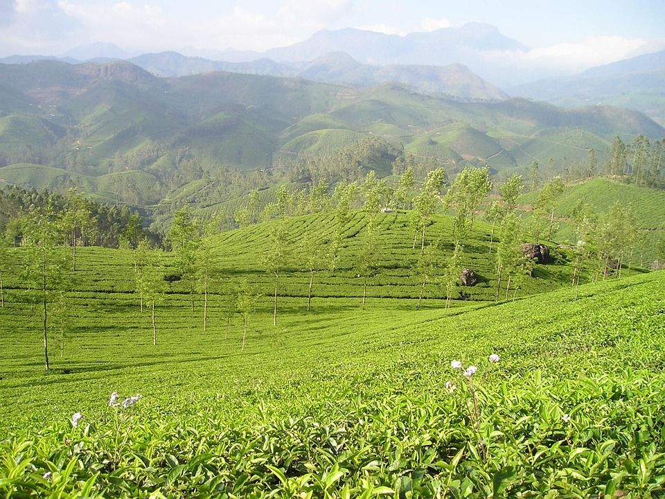 tea plantation in India