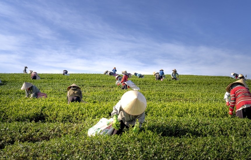 people on a tea plantation