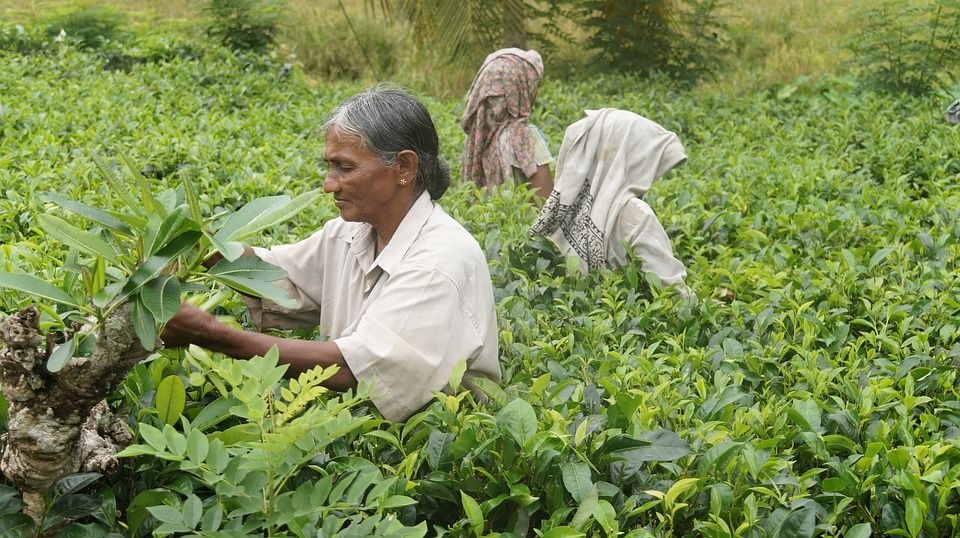 women harvesting tea leaves in a tea plantation in Sri Lanka