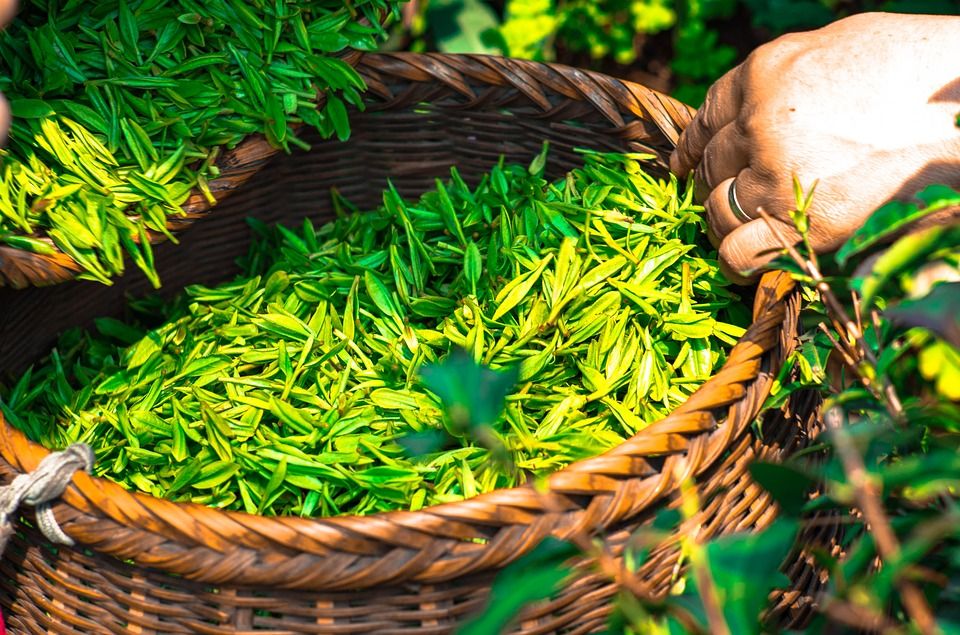 tea leaves in a basket
