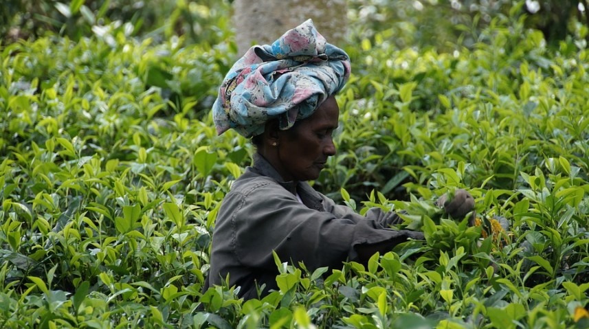 woman harvesting tea plants