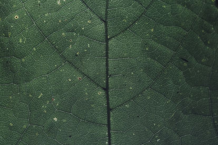 A leaf close-up