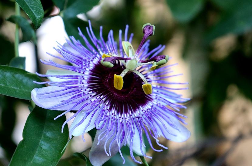 a purple passionflower