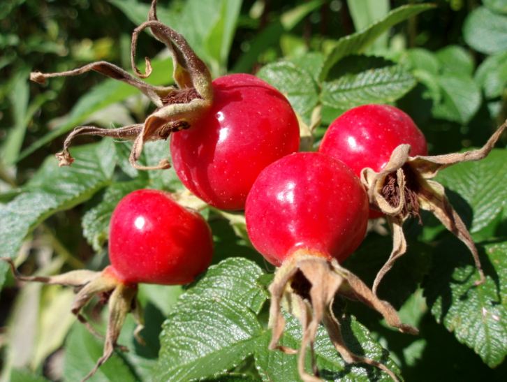 A close-up of rosehips 