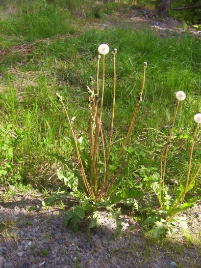 A dandelion plant