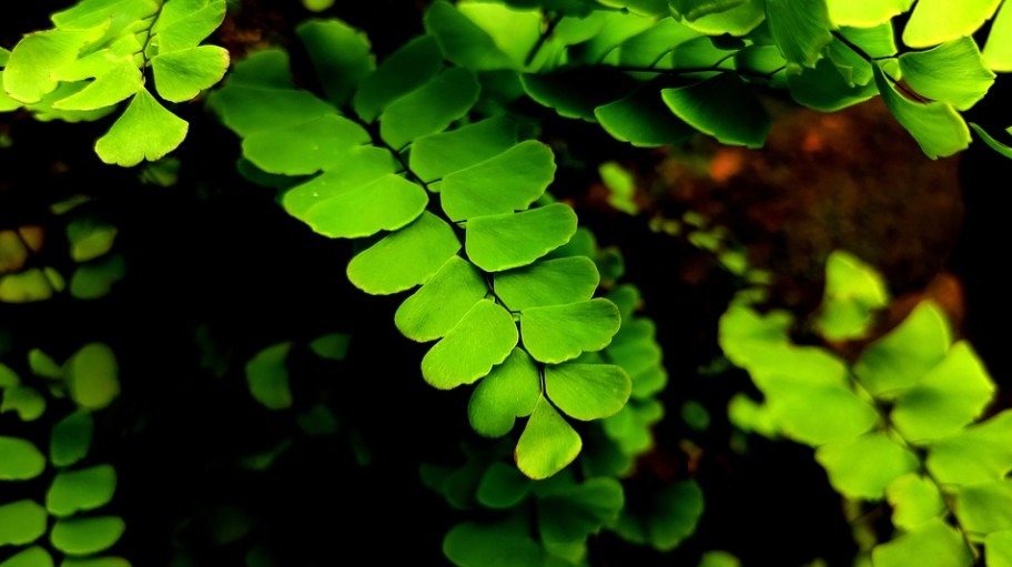 Image showing leaves of Ginkgo Biloba