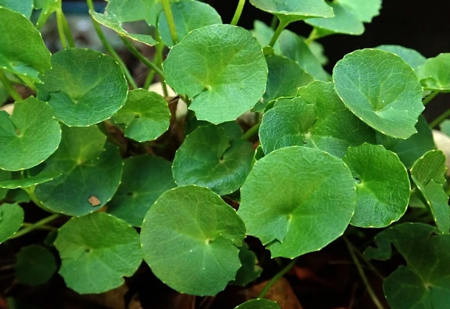 Image showing leaves of Gotu Kola.