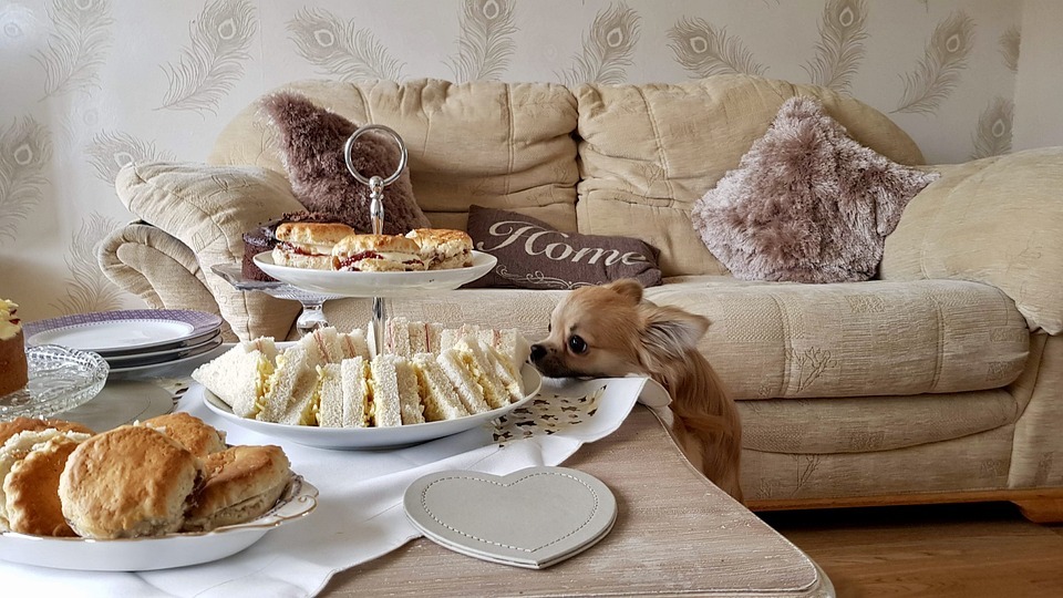 Afternoon Cheeky Sandwiches Scones Tea Chihuahua