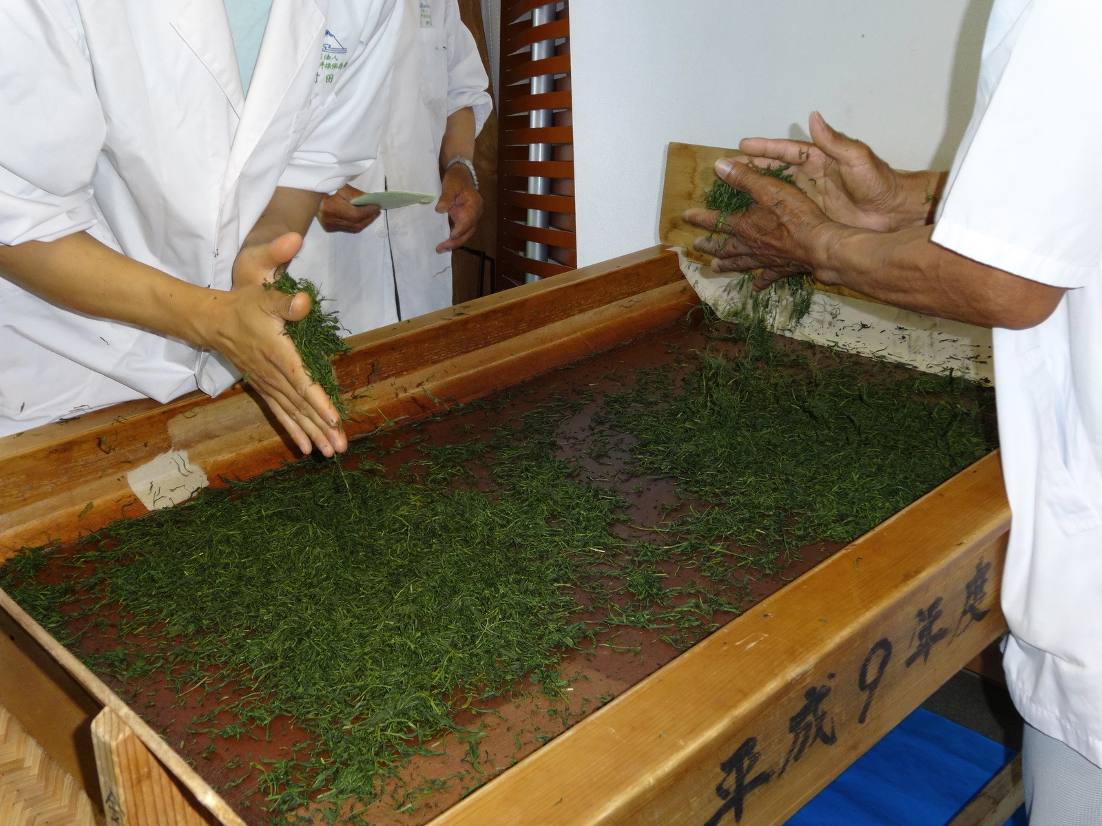 Hand-rolling-green-tea-after-steaming