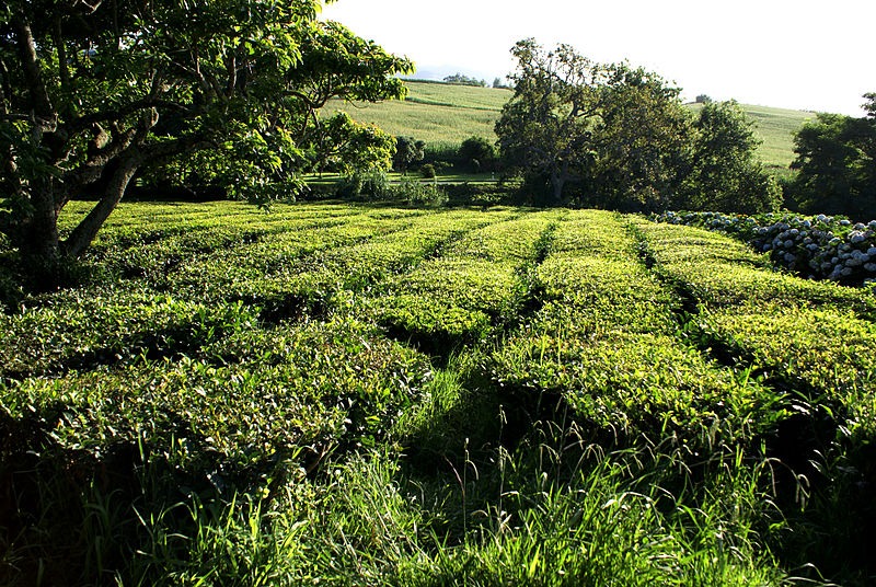 The-tea-fields-in-the-foothills-of Gorreana