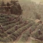 Workers-harvesting-tea-from-a-Japanese-plantation-in-the-late-19th-century
