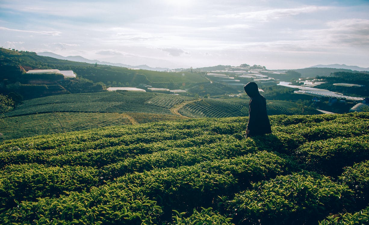 View of tea plantations in Munnar